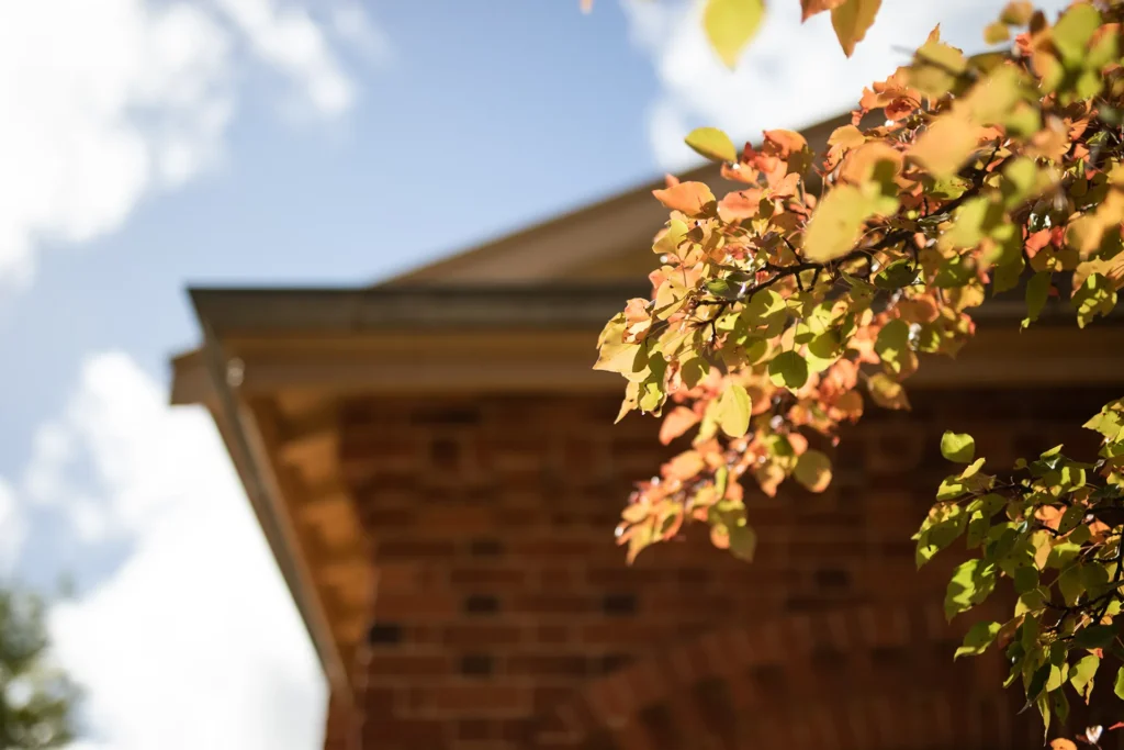 Close-up of autumn leaves in sunlight with a brick building and sky in the background.